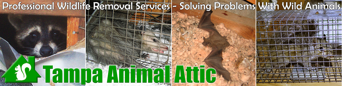 Tampa Animal Attic